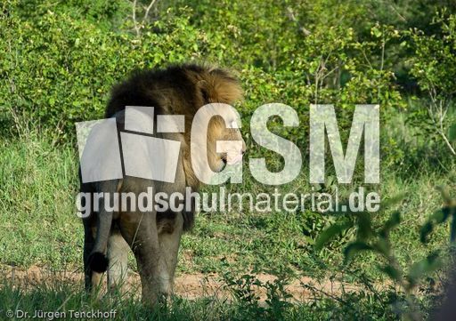 Löwen (13 von 69).jpg